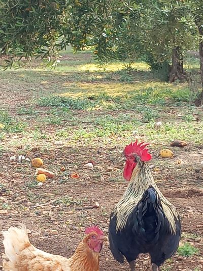 Il gallo fra gli ulivi.jpg